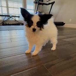 Chloe - White black and tan female Papillon puppy in Howe, Oklahoma from Southern Sweet Papillons