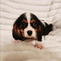Rome - Tri-color male Cavalier King Charles Spaniel puppy in Wilburton, Oklahoma from My Kids Kennel
