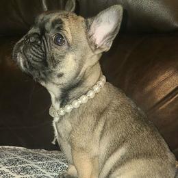 Givenchy - Fawn female French Bulldog puppy in Graham, Washington from Kristy's French Bulldogs & Mini Schnauzers