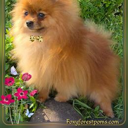 Skylar - Orange sable male Pomeranian puppy in Eatonville, Washington from Foxy Forest Poms