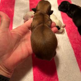 Female liver - Liver female Shih Tzu puppy in Missouri from Farm Animal Mommy Shih tzu's Michalek Dog Breeder