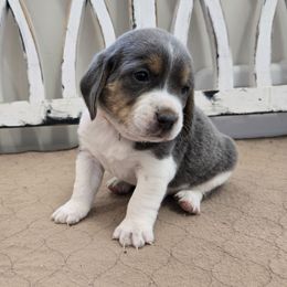 Orange - Blue tan and white male Beagle puppy in Henefer, Utah from Lazy G Kennels