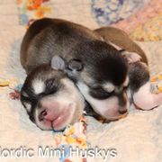Boy 2 - Black and white male Alaskan Klee Kai puppy in Klamath Falls, Oregon from Nordic Mini Huskys
