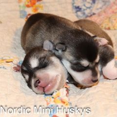 Boy 2 - Black and white male Alaskan Klee Kai puppy in Klamath Falls, Oregon from Nordic Mini Huskys