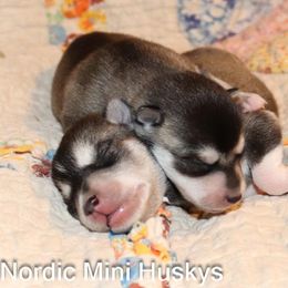Boy 2 - Black and white male Alaskan Klee Kai puppy in Klamath Falls, Oregon from Nordic Mini Huskys