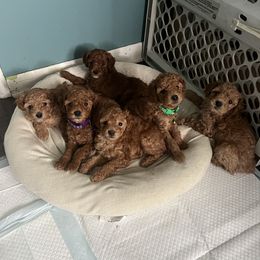 Poodle Puppies from Polina Walker's Poodles