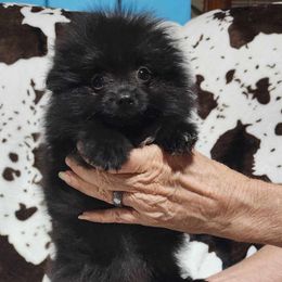 Pomeranians from Renee's Pomeranians