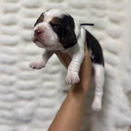 Purple girl - Tri-Roan female English Springer Spaniel puppy in Fairfield, California from Goldridge Springers
