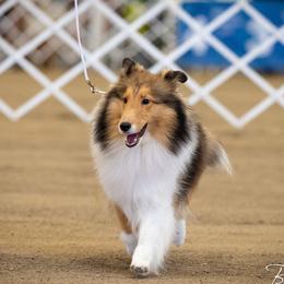 Maggie Mae - Shetland Sheepdog
