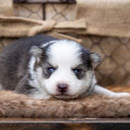 Pomsky Puppies from Pioneer Peak Pomskies