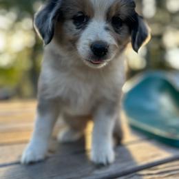 Girl 1 - Blue merle female Miniature Australian Shepherd puppy in Doddridge, Arkansas from Huddleston Farm