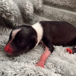 Ropyr - Black and white male Companion Cross puppy in Brownsboro, Texas from Hardin Aussie Co.