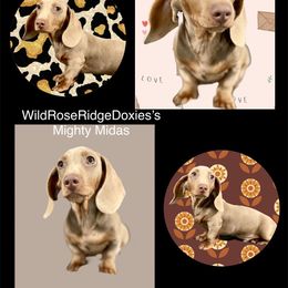 Mighty Midas - Dachshund