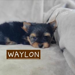 Waylon - Black and gold male Yorkshire Terrier puppy in Middleton, Idaho from Rocky Mountain Yorkies