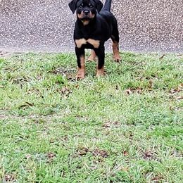 Miniature Australian Shepherd and Rottweiler Puppies from Woodhaven Rottweilers