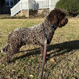 Enzo - Lagotto Romagnolo