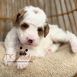Cream - Parti male Poodle puppy in Belleville, New Jersey from TK Poodles