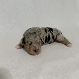 Girl 1 Aussie Doodle - Blue merle female Miniature Australian Shepherd puppy in Pensacola, Florida from TNT MINI AUSSIES