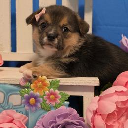 Gouda - Black and tan female Companion Cross puppy in Austin, Texas from Cutest Corgi's of Austin