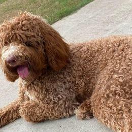 Goldendoodles from Brasingtondoodles