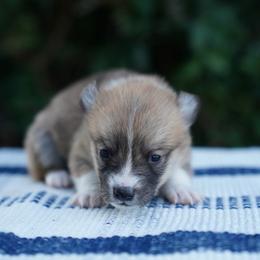 Male - Red male Pembroke Welsh Corgi puppy in Berea, Kentucky from SunShine Corgis
