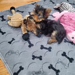 Yorkshire Terrier Puppies from Yorkie Puppies Redwood Ranch Chicago
