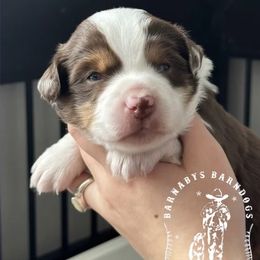 Scout - Red merle male Miniature American Shepherd puppy in Greenwood, Indiana from Barnaby’s Barn Dog’s
