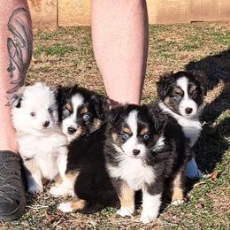 Toy Australian Shepherd puppies from Brittany's Brats