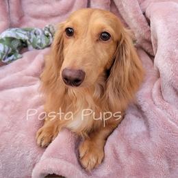 Ziti - Dapple male Dachshund puppy in Texarkana, Arkansas from Pasta Pups Miniature Dachshunds