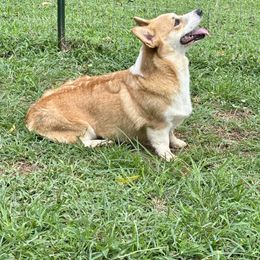 Nellie - Pembroke Welsh Corgi