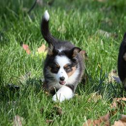 Hazel - Black tri female Miniature American Shepherd puppy in Valparaiso, Indiana from Wigglebutt