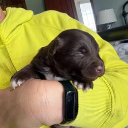 Forest - Red & white male Australian Shepherd puppy in Wellington, Missouri from CV Aussies