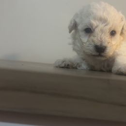 Poodles from White Oak Kennels