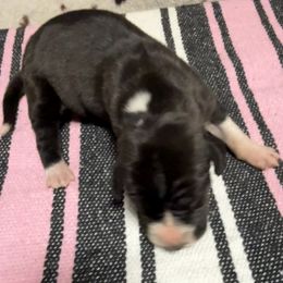 Boy 1 - Black and white male Great Dane puppy in Indianola, Iowa from Bull West Kennels