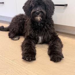 Iris - teal collar - Tri-color female Bernedoodle puppy in Caldwell, Idaho from Boise Doodle Co.