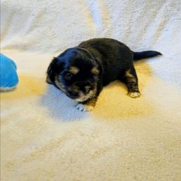 Flint - Black and tan male Lhasa Apso puppy in Hillsboro, Oregon from Luv-N-Laughter Lhasa Apsos