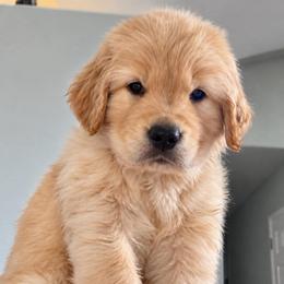 3rd pick boy - Golden male Golden Retriever puppy in Fresno, California from Warwick’s Central California Goldens