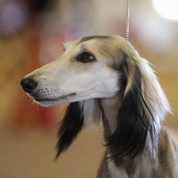 Saluki All Grown Up from Hayat Salukis