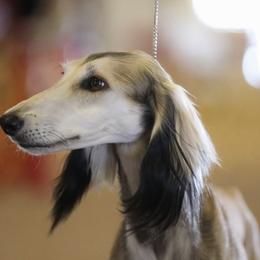 Saluki All Grown Up from Hayat Salukis