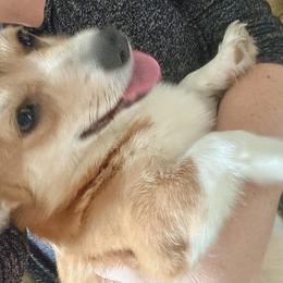 American Corgis and Pembroke Welsh Corgis from Summersville Corgis of Groves Farm