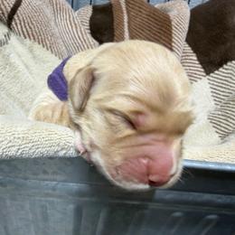 Purple Collar - Golden female Golden Retriever puppy in Evansville, Wyoming from Pura Vida Golden Retrievers