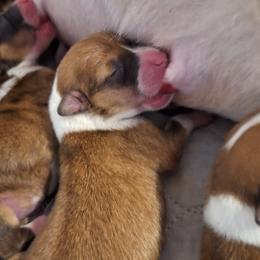 Sable girl white collar - Sable female Pembroke Welsh Corgi puppy in Purcellville, Virginia from Rhone River Farm Pembroke Welsh Corgis