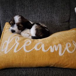 Tibetan Terrier Puppies from Zara Tibetan Terriers