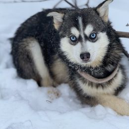 Jay - Wolf sable male Pomsky puppy in Lewiston, Minnesota from Family Pomsky