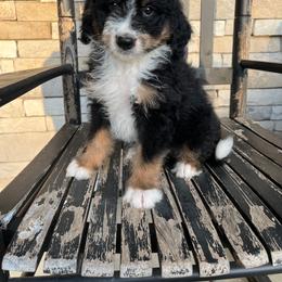 Arlo - Tri-color male Bernedoodle puppy in Holtwood, Pennsylvania from Country Ridge Puppies