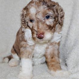 Veruca - Chocolate merle female Bernedoodle puppy in Ohio from Moore Doodles