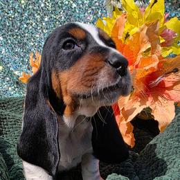 Ms. Madison - White black and red female Basset Hound puppy in Big Rapids, Michigan from Basket Hound Bassets