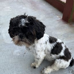 Bella - Shih Tzu