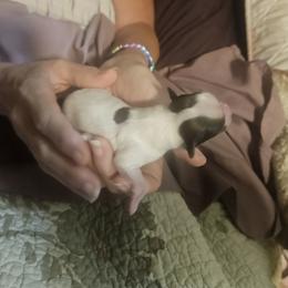 Ruby - Red white and sable female Papillon puppy in Middletown, New York from Patti's Pappi Puppies  (Puppies due end of July!!!)