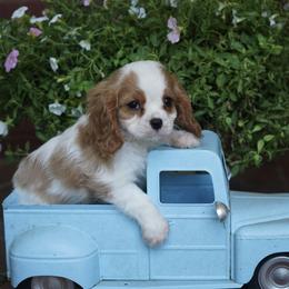 Blue - Blenheim male Cavalier King Charles Spaniel puppy in Lula, Georgia from Cavaliers by Crumley